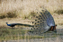 Peacocks in a field by Panoramic Images