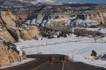 Three cows on a highway by Panoramic Images