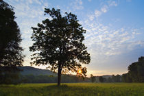 Meadow trees silhouetted by sunset light von Panoramic Images