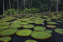 Victoria water lilies in a pond von Panoramic Images