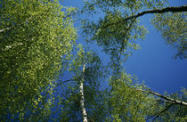 Low-angle view of birch tree canopy, blue sky, spring. von Panoramic Images