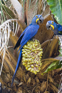 Hyacinth macaws (Anodorhynchus hyacinthinus) eating palm nuts von Panoramic Images
