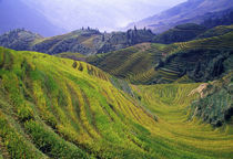 Rice paddy terraces on rolling hills, Longsheng Area, China. von Panoramic Images