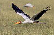 Yellow-billed stork flying above a field von Panoramic Images