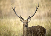 Close-up of a Swamp deer (Rucervus duvaucelii) by Panoramic Images