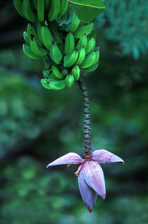 Banana Flower von Panoramic Images