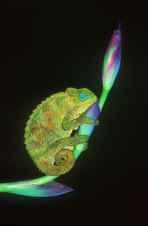 Close-up of a chameleon sitting on a flower, Tanzania by Panoramic Images