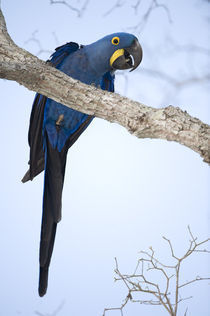 Hyacinth macaw (Anodorhynchus hyacinthinus) perching on a branch von Panoramic Images