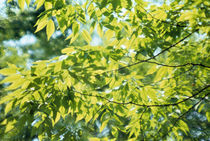 Close-up of leaves on branches by Panoramic Images