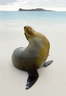 Galapagos sea lion (Zalophus wollebaeki) on the beach von Panoramic Images