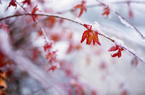 Snow On Autumn Color Leaves by Panoramic Images