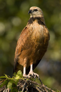 Close-up of a Black-Collared hawk (Busarellus nigricollis) by Panoramic Images