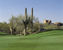 Saguaro cacti in a golf course von Panoramic Images