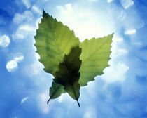 Two leaves crossed back lit by bright white light and blue sky and clouds by Panoramic Images