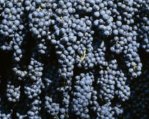 Close-up of bunches of grapes, Geerntet Trollingertrauben, Wurttemberg, Germany von Panoramic Images