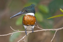 Close-up of an Amazon kingfisher (Chloroceryle amazona) by Panoramic Images