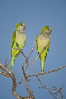 Pair of Monk parakeets (Myiopsitta monachus) perching on a branch von Panoramic Images