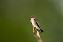 Northern Rough-Winged swallow (Stelgidopteryx serripennis) by Panoramic Images