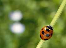 Ladybug on a stem von Panoramic Images