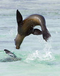 Galapagos sea lion (Zalophus wollebaeki) jumping into the sea von Panoramic Images