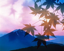 Silhouette of leaves in pink sky with mountain von Panoramic Images