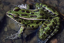 High angle view of northern leopard frog (Rana pipiens) in shallow water von Panoramic Images