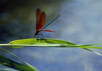 Dragonfly perching on grass by Panoramic Images