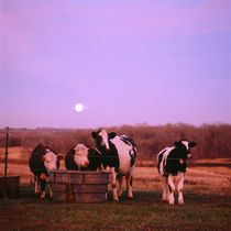 Cows at sunset Delano Minnesota by Panoramic Images