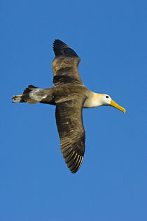 Waved albatross (Diomedea irrorata) flying in the sky von Panoramic Images