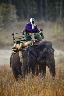 Man riding an Indian Elephant (Elephas maximus indicus) von Panoramic Images