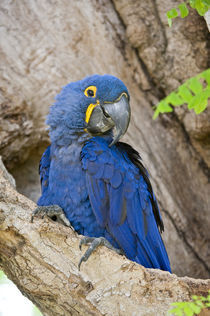 Close-up of a Hyacinth macaw (Anodorhynchus hyacinthinus) by Panoramic Images