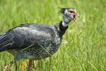 Close-up of a Crested Screamer (Chauna torquata) von Panoramic Images