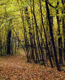 Forest trail through autumn color trees by Panoramic Images