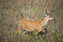 Marsh deer (Blastocerus dichotomus) in a field by Panoramic Images