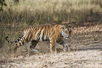 Bengal Tiger (Panthera tigris tigris) cub in a forest by Panoramic Images