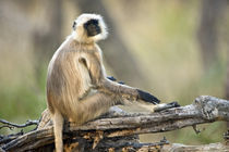 Langur sitting on a log, Kanha National Park, Madhya Pradesh, India by Panoramic Images