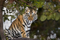 Bengal Tiger (Panthera tigris tigris) cub in a forest by Panoramic Images