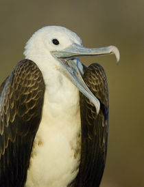 Close-up of a juvenile Magnificent Frigatebird (Fregata magnificens) von Panoramic Images