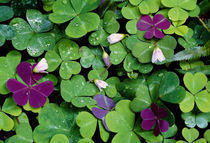 Wood Sorrel Plants (Oxalis Oregana) von Panoramic Images