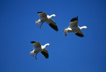Three snow geese in flight, blue sky, Bosque Del Apache, New Mexico, USA. von Panoramic Images