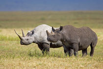 Side profile of two Black rhinoceroses standing in a field von Panoramic Images