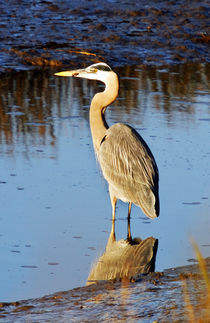 Great Blue Heron at Dusk von Eye in Hand Gallery