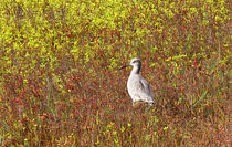 Bird in a Field by Eye in Hand Gallery