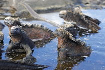 Group of Marine Iguana (Amblyrhynchus cristatus) bathing in the water, Ecuador, Galapagos Archipelago, Isabela Island.