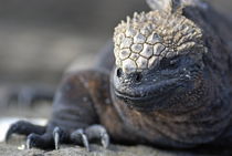 Marine Iguana (Amblyrhynchus cristatus) on rock, close-up - Ecuador, Galapagos Archipelago, Isabela Island.