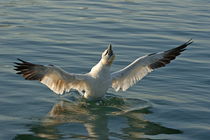 Northen gannet (morus bassanus) bathing in sea at sunrise, France. von Sami Sarkis Photography