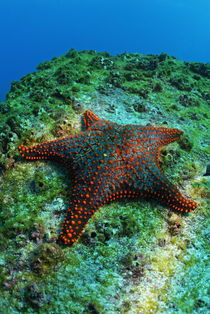 Panamic Cushion Star (Pentaceraster cumingi) on rock, underwater view, Ecuador, Galapagos Archipelago, Espanola Island by Sami Sarkis Photography