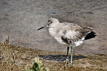 Willet, Shorebirds of Southern California by Eye in Hand Gallery