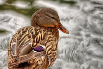 Duck Pose, Shorebirds of Southern California by Eye in Hand Gallery