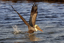 Brown Pelican (Pelecanus occidentalis) von Eye in Hand Gallery